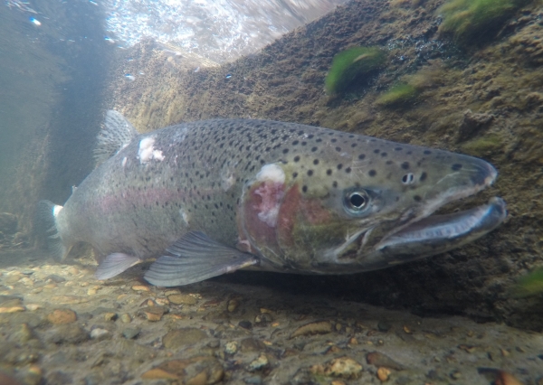 Photo of Oncorhynchus mykiss by Les Leighton